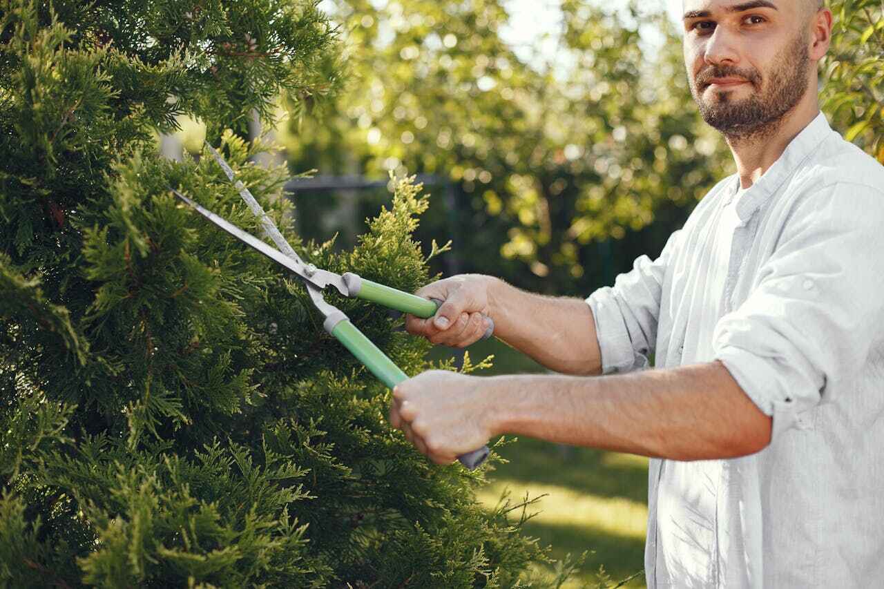 Best Stump Grinding Near Me  in USA